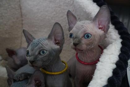 4 liebevoll Sphynx kätzchen