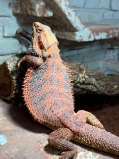 Drago Bartagame sucht neues Zuhause mit Terrarium