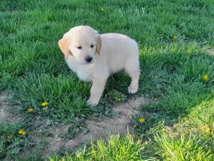 Golden Retriever Welpen abzugeben