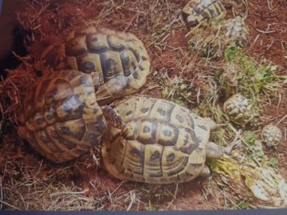 Griechische Landschildkröten