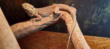 Bartagame mit Terrarium