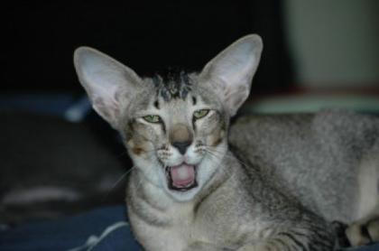 Zuchtaufgabe Mehrere wunderschöne Orientalen Katzen/Kater abzugeben