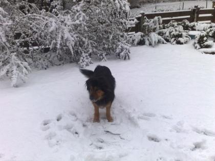 Labrador-Mischling schweren Herzens abzugeben.