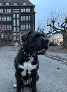 Cane Corso