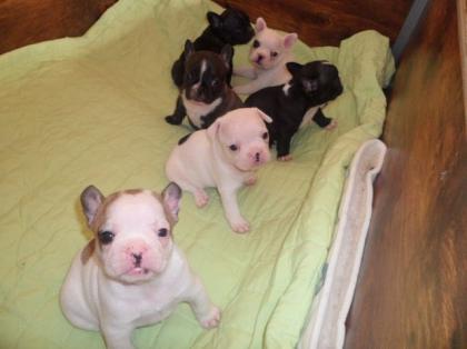 Französische Bulldoggen Welpen