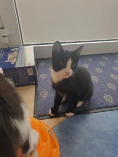 Geschwisterpärchen Katzen Kinder