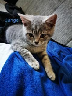 Bkh Kitten