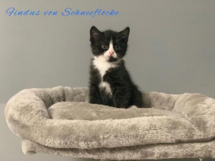 Wunderschöne BKH Kitten suchen liebevolles Zuhause