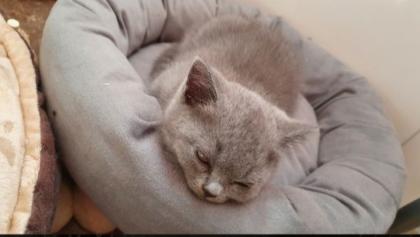 BKH Baby Katzen zu verkaufen