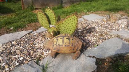 Griechische Landschildkröten, Thb. un Thh. kleinbleibende Unterart aus dem westlichen Mittelmee