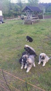 Sarplaninac, Welpen, Herdenschutzhund