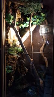 2 kornnattern inkl Terrarium und Zubehör