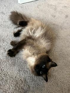 Heilige-birma Kater