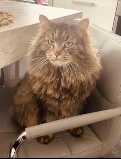Maine Coon Mix Kitten