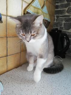 Bkh deckkater