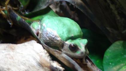 Beutelfrösche, Gastrotheca riobambae
