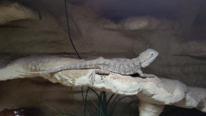 Weibliche Zwergbartagame mit Terrarium und Zubehör abzugeben