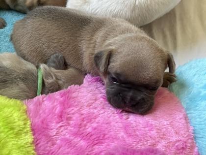 Französische Bulldogge mit Papiere