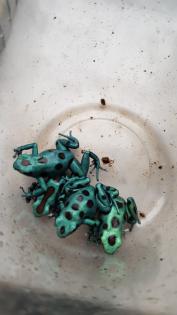 Diverse Nachzuchten verschiedener Dendrobaten Dendrobates Pfeilgiftfrösche Frösche abzugeben.