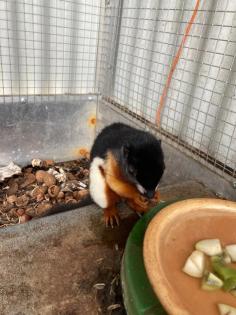 2 Schönhörnchen, Männchen, 1. 5 Jahre-Preis für beide