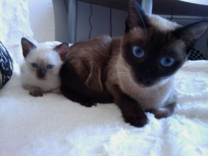 Siamkatze Seal Old Style Siamese Thai
