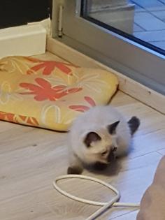 Reinrassige Balinesische Siam Kitten Langhaar, Selten