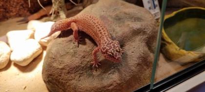 Leopardgeckos suchen gutes Zuhause