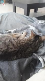 Katze Tinka vermisst