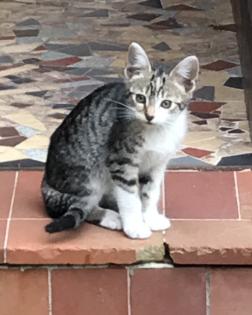 Katzenbabys 12 Wochen