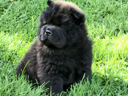 Schwarze Chow Chow Welpen