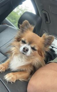 Chihuahua Deckrüde Smokey sucht liebevolle Hündin