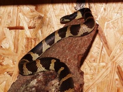 0, 1 Lampropeltis getula californiae, DNZ 2021