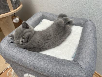 BKH Kitten, Britisch Kurzhaar, Katzenbabys, Kitten