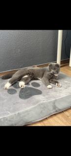 Süßer scottish fold Kater in liebevolle Hände