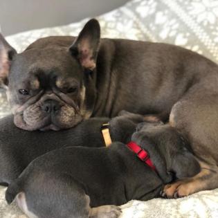 Französische Bulldogge Blueline