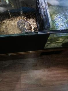 3 konigspyton und xl terrarium
