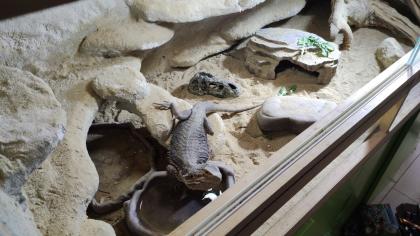 Bartagame samt Terrarium
