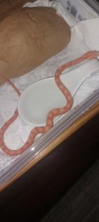 Scaleless kornnatter