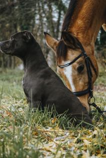 Ganz tolle Familienhündin, American Bully -Mix