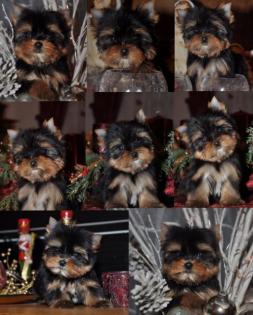 Bildschöne Kleine Yorkshire Terrier Welpen