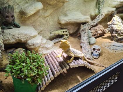 Bartagame m mit großem Terrarium, Quarantäneterrarium inkl. Beleuchtung und viel Zubehör