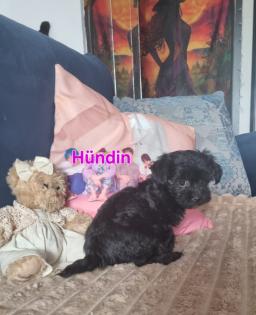 Zuckersüße maltipoo Babys