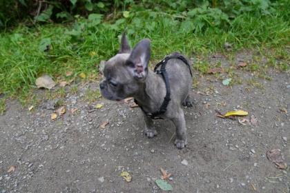 Französische Bulldogge