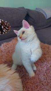 Ragdoll kitten mit Stammbaum
