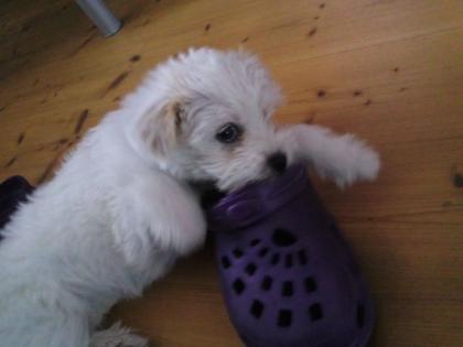 Unsere kleine Trixi such ein neues Zuhause