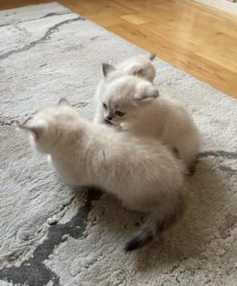 Abgabe bereite BKH blue point kitten Nur 1 männlich übrig