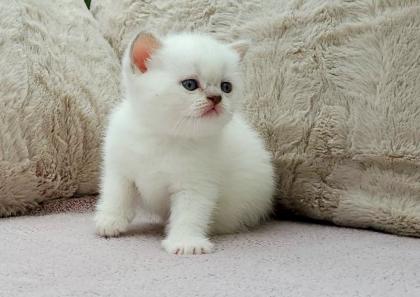 Britisch Kurzhaar BKH Kitten in chocolate und lilac tabby point