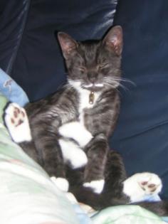Kater LUCKY vermisst