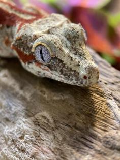 Höckerkopfgecko Gargoyle Gecko Weibchen ca. 1 Jahr alt