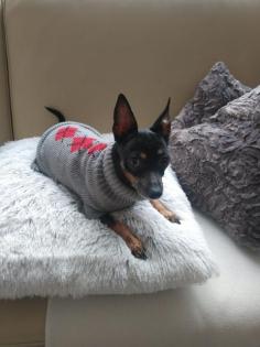 Zwergpinscher